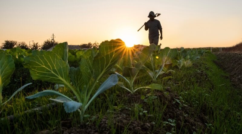 Philip Cobbs, 600-acre Farmland, Virginia